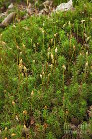 Attēlu rezultāti vaicājumam “Polytrichastrum formosum”