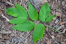 Attēlu rezultāti vaicājumam “Acer negundo leaf”