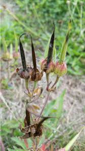 Attēlu rezultāti vaicājumam “Geranium pratense bud”