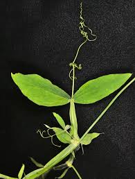 Attēlu rezultāti vaicājumam “Lathyrus latifolius”