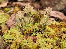 Attēlu rezultāti vaicājumam “Cladonia phyllophora”