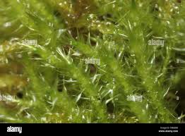 Attēlu rezultāti vaicājumam “Campylium stellatum sporophyte”