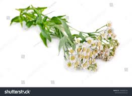 Attēlu rezultāti vaicājumam “Achillea salicifolia”