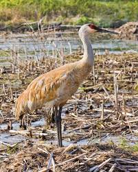 Image result for Grus canadensis
