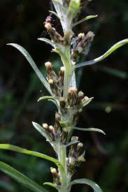 Attēlu rezultāti vaicājumam “Gnaphalium sylvaticum flower”