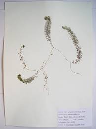 Attēlu rezultāti vaicājumam “Utricularia intermedia leaf”