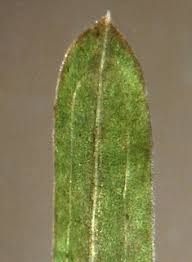 Attēlu rezultāti vaicājumam “Potamogeton trichoides leaf”
