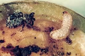 Attēlu rezultāti vaicājumam “Ceruchus chrysomelinus larva”