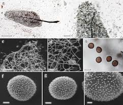 Attēlu rezultāti vaicājumam “Comatricha alta stalked”