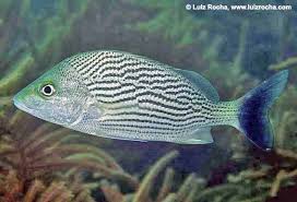 Image result for Haemulon carbonarium