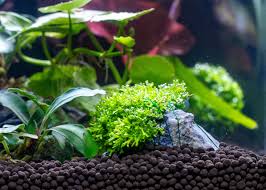 Attēlu rezultāti vaicājumam “Riccia”