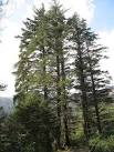 I have only seen trees this big in the Pacific Northwest (again fjord - via Daymix