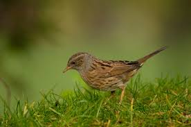Attēlu rezultāti vaicājumam “Prunella modularis adult”
