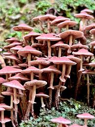 Attēlu rezultāti vaicājumam “Hypholoma sp.”