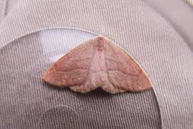 Attēlu rezultāti vaicājumam “Hylaea fasciaria”