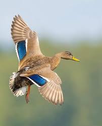 Attēlu rezultāti vaicājumam “Anas platyrhynchos”