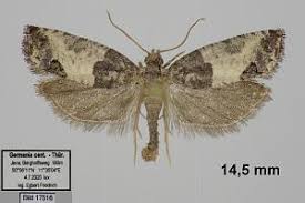 Attēlu rezultāti vaicājumam “Spilonota ocellana”