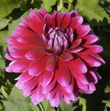 Image result for Dahlia Darkarin`