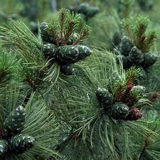 Attēlu rezultāti vaicājumam “Pinus pumila male flower”