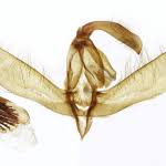 Attēlu rezultāti vaicājumam “Amphipyra perflua”