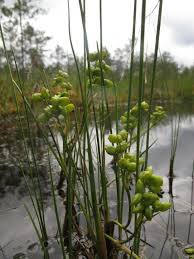 Attēlu rezultāti vaicājumam “Scheuchzeriaceae”