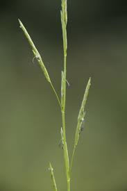 Attēlu rezultāti vaicājumam “Glyceria fluitans leaf”