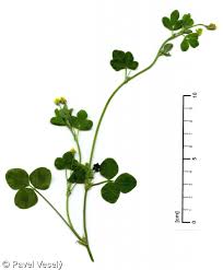 Attēlu rezultāti vaicājumam “Medicago lupulina”