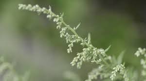 Attēlu rezultāti vaicājumam “Artemisia vulgaris flower”