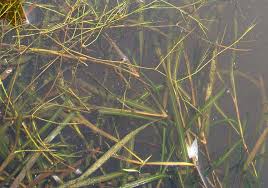 Attēlu rezultāti vaicājumam “Potamogeton compressus”