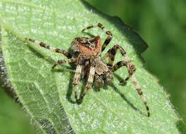 Attēlu rezultāti vaicājumam “Araneus angulatus”