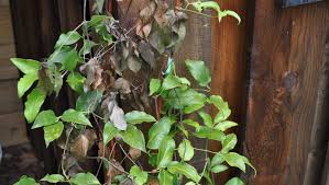 Attēlu rezultāti vaicājumam “Clematis leaf”