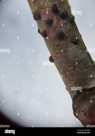 Attēlu rezultāti vaicājumam “Hypoxylon fuscum”