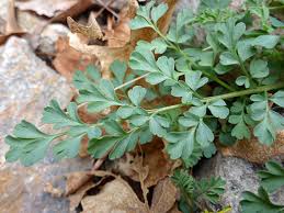 Attēlu rezultāti vaicājumam “Corydalis intermedia leaf”