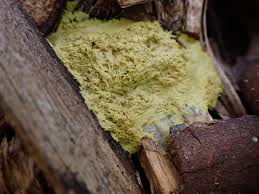 Attēlu rezultāti vaicājumam “Fuligo septica var. rosea young”