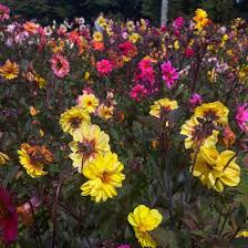 Image result for Dahlia x pinnata `Redskin`