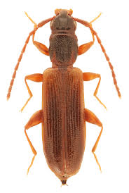 Attēlu rezultāti vaicājumam “Dendrophagus crenatus”