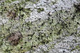 Attēlu rezultāti vaicājumam “Chaenotheca laevigata”