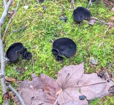 Attēlu rezultāti vaicājumam “Pseudoplectania nigrella”