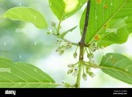 Attēlu rezultāti vaicājumam “Frangula alnus flower”
