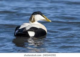 Attēlu rezultāti vaicājumam “Somateria mollissima juvenile”