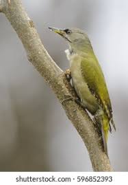 Attēlu rezultāti vaicājumam “Picus canus female”