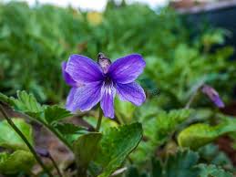 Attēlu rezultāti vaicājumam “Viola uliginosa flower”