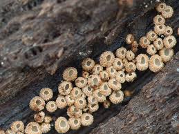 Attēlu rezultāti vaicājumam “Merismodes anomala”