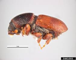 Attēlu rezultāti vaicājumam “Scolytus scolytus, Scolytus multistriatus”