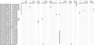 Attēlu rezultāti vaicājumam “Milesina murariae”