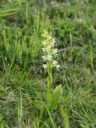 Attēlu rezultāti vaicājumam “Platanthera bifolia flower”