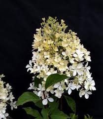 Attēlu rezultāti vaicājumam “Hydrangea arborescens subsp. discolor flower”
