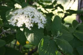Attēlu rezultāti vaicājumam “Adoxaceae”
