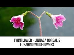 Attēlu rezultāti vaicājumam “Linnaea borealis”