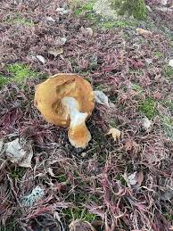 Attēlu rezultāti vaicājumam “Boletus pinophilus”